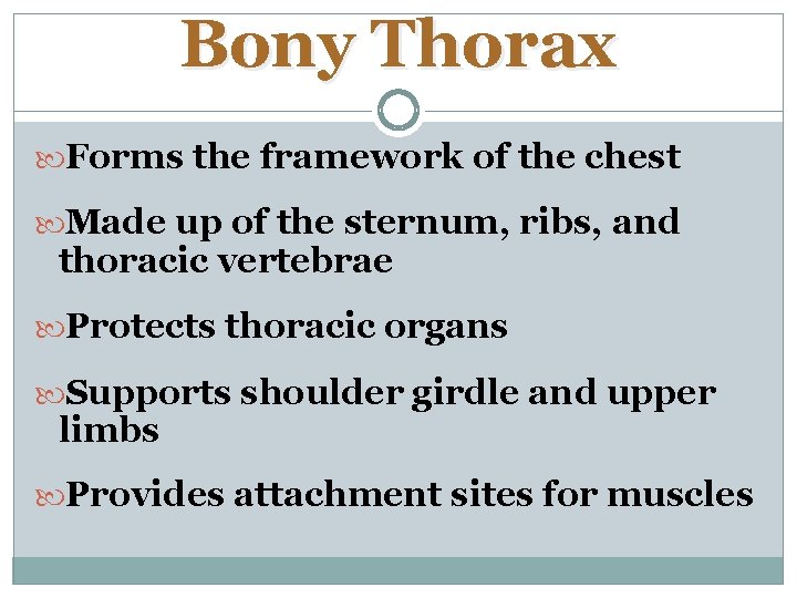 Bony Thorax Forms the framework of the chest Made up of the sternum, ribs,