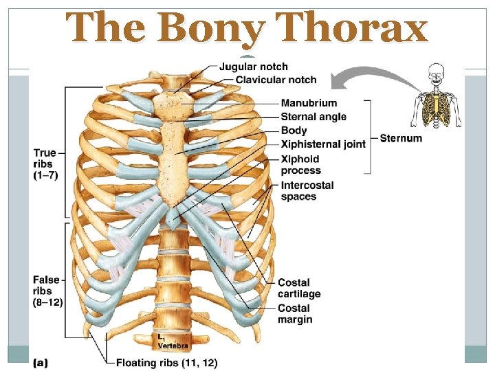 The Bony Thorax 