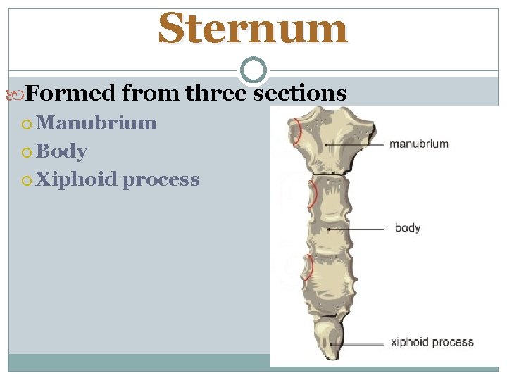 Sternum Formed from three sections Manubrium Body Xiphoid process 