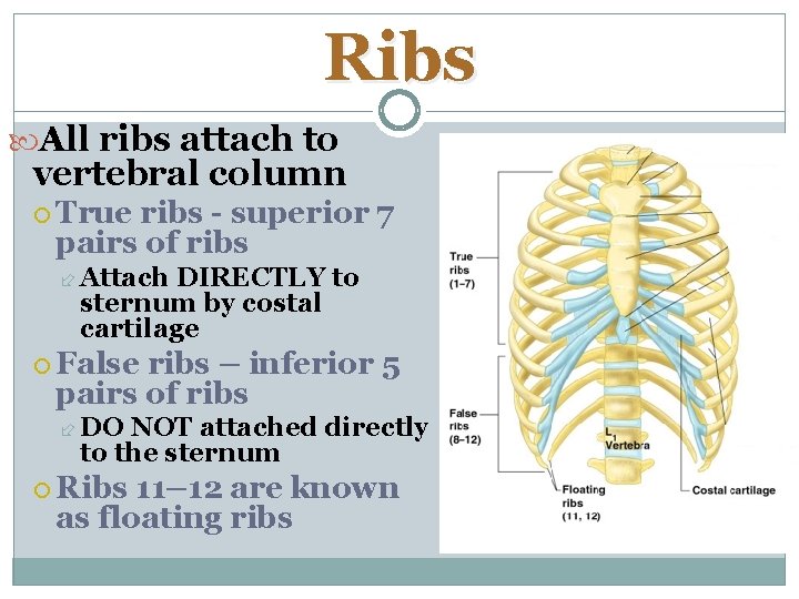 Ribs All ribs attach to vertebral column True ribs - superior 7 pairs of