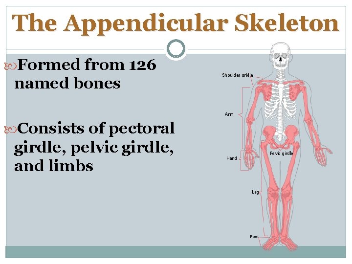 The Appendicular Skeleton Formed from 126 named bones Consists of pectoral girdle, pelvic girdle,