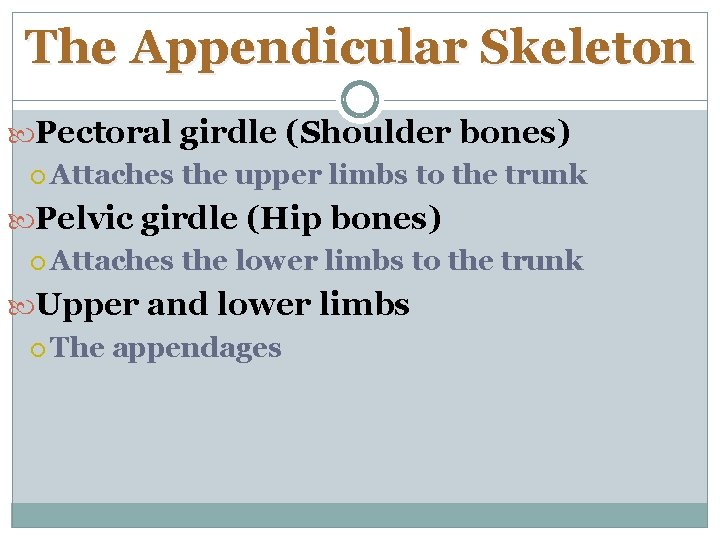 The Appendicular Skeleton Pectoral girdle (Shoulder bones) Attaches the upper limbs to the trunk