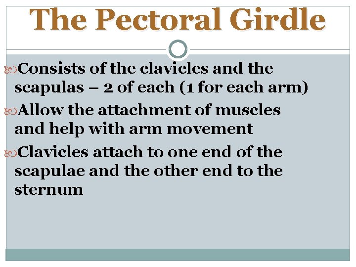 The Pectoral Girdle Consists of the clavicles and the scapulas – 2 of each