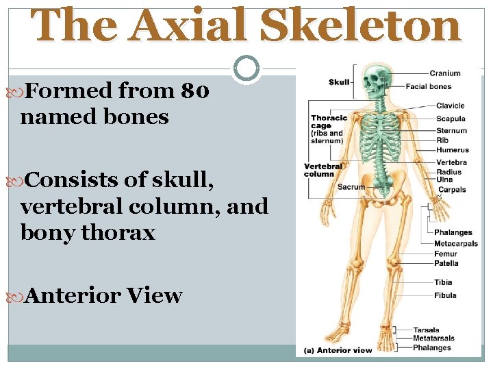 The Axial Skeleton Formed from 80 named bones Consists of skull, vertebral column, and