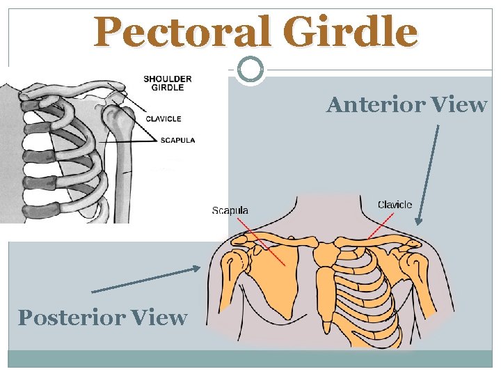 Pectoral Girdle Anterior View Posterior View 