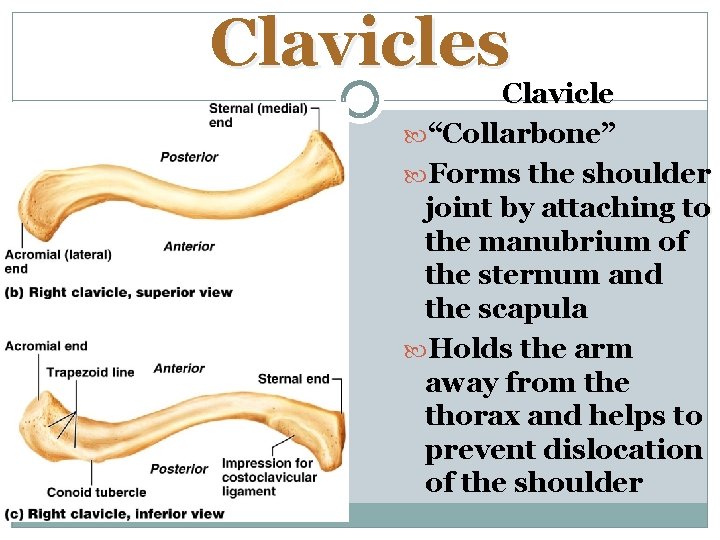 Clavicles Clavicle “Collarbone” Forms the shoulder joint by attaching to the manubrium of the