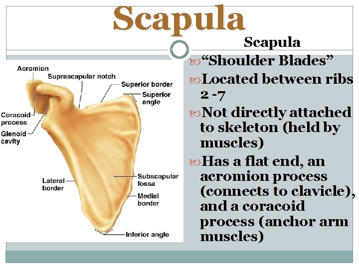 Scapula “Shoulder Blades” Located between ribs 2 -7 Not directly attached to skeleton (held