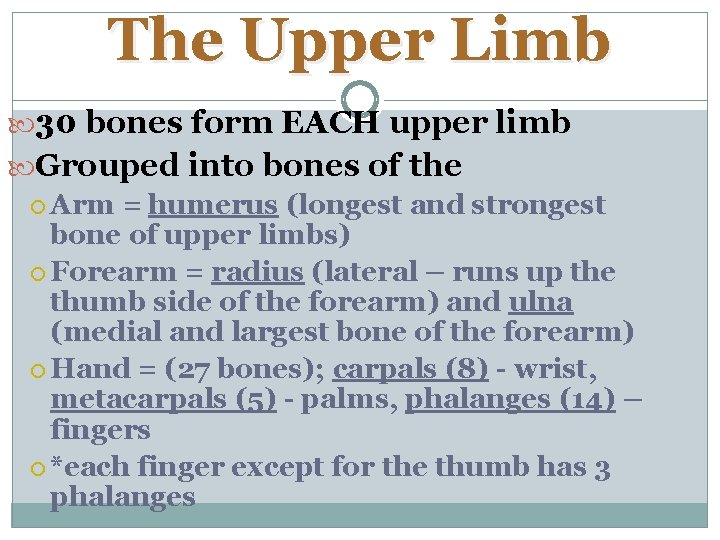 The Upper Limb 30 bones form EACH upper limb Grouped into bones of the