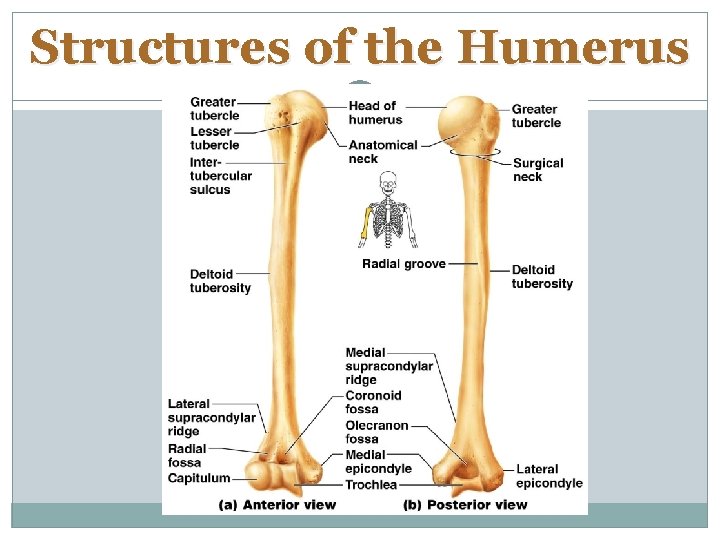 Structures of the Humerus 