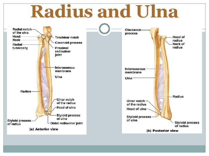 Radius and Ulna 