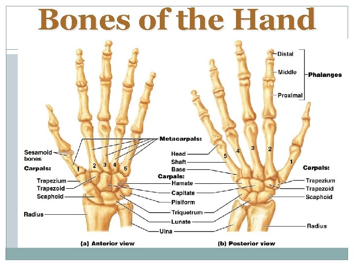 Bones of the Hand 