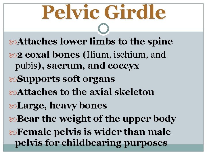 Pelvic Girdle Attaches lower limbs to the spine 2 coxal bones (Ilium, ischium, and