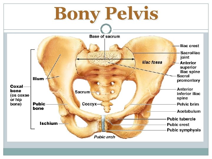 Bony Pelvis 