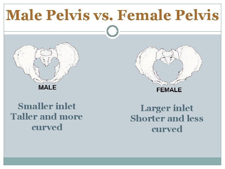 Male Pelvis vs. Female Pelvis Smaller inlet Taller and more curved Larger inlet Shorter