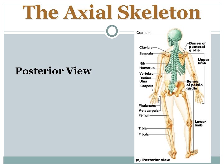 The Axial Skeleton Posterior View 