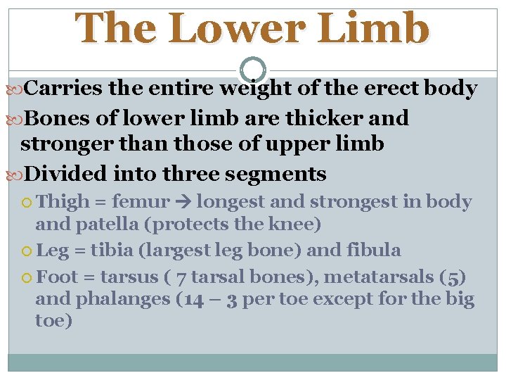 The Lower Limb Carries the entire weight of the erect body Bones of lower