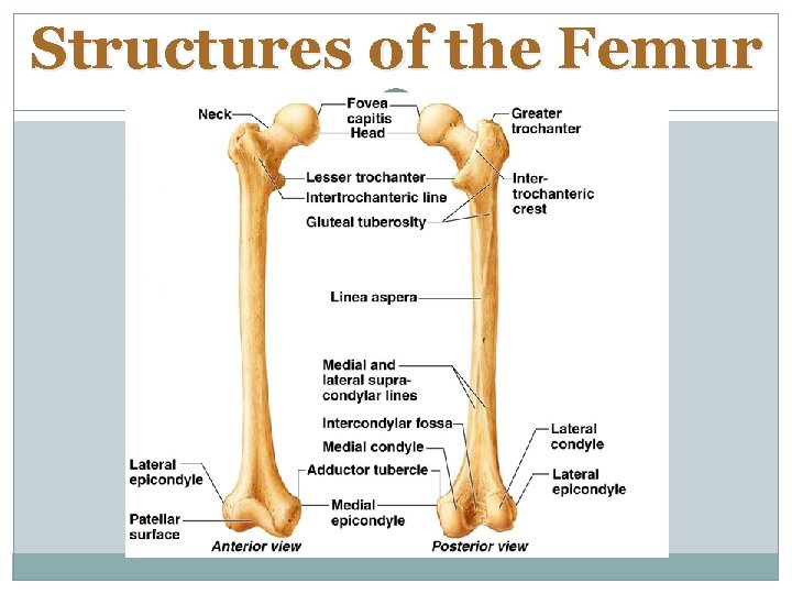 Structures of the Femur 