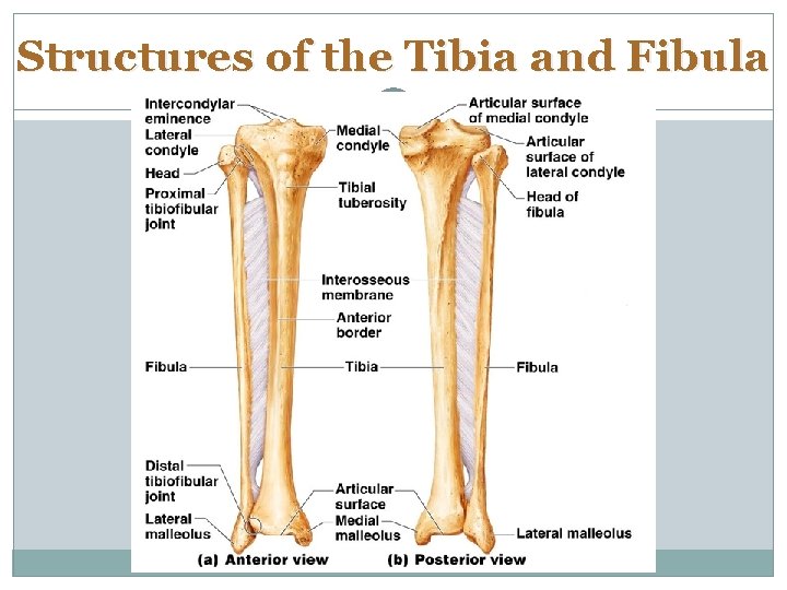 Structures of the Tibia and Fibula 