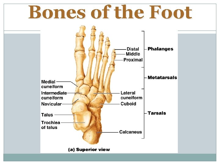 Bones of the Foot 