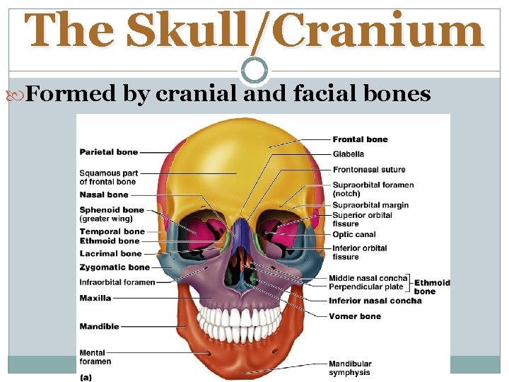 The Skull/Cranium Formed by cranial and facial bones 