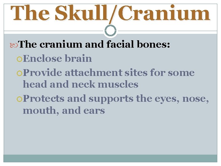 The Skull/Cranium The cranium and facial bones: Enclose brain Provide attachment sites for some