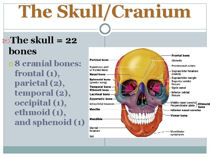 The Skull/Cranium The skull = 22 bones 8 cranial bones: frontal (1), parietal (2),