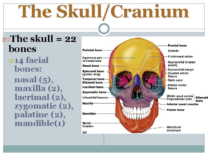 The Skull/Cranium The skull = 22 bones 14 facial bones: nasal (5), maxilla (2),