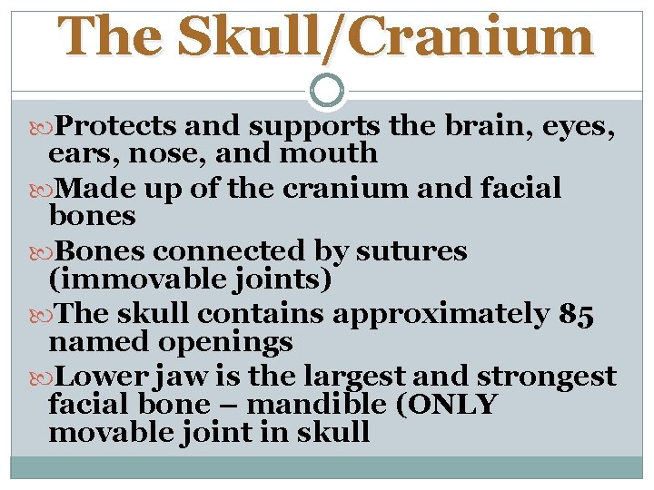 The Skull/Cranium Protects and supports the brain, eyes, ears, nose, and mouth Made up