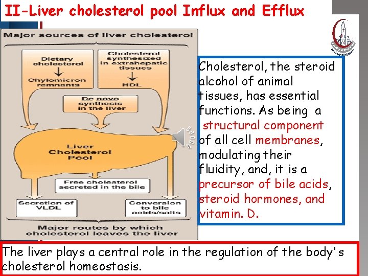 II-Liver cholesterol pool Influx and Efflux Click to edit Master title style • Edit