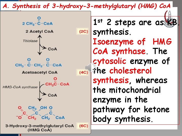 A. Synthesis of 3 -hydroxy-3 -methylglutaryl (HMG) Co. A st 2 steps are as