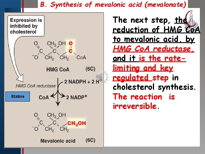 B. Synthesis of mevalonic acid (mevalonate) The next step, the Click to edit Master