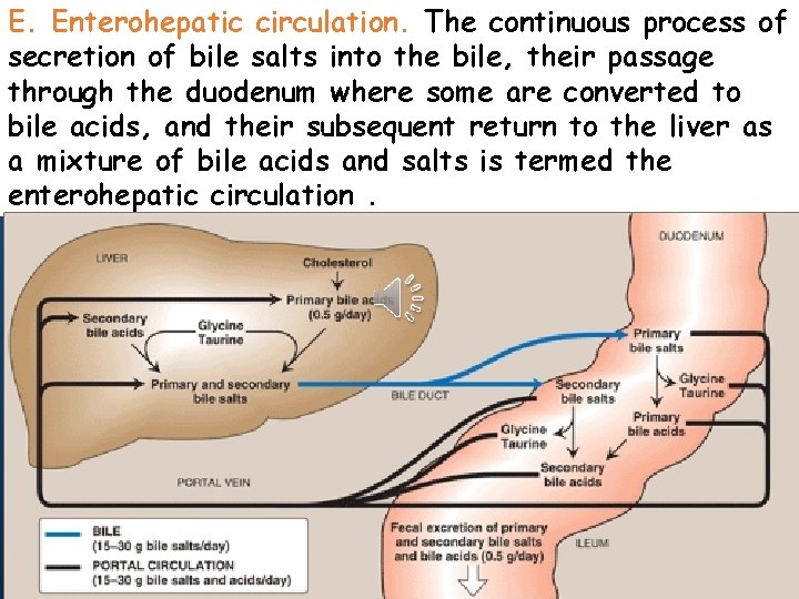 E. Enterohepatic circulation. The continuous process of secretion of bile salts into the bile,