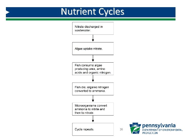 Nutrient Cycles 26 