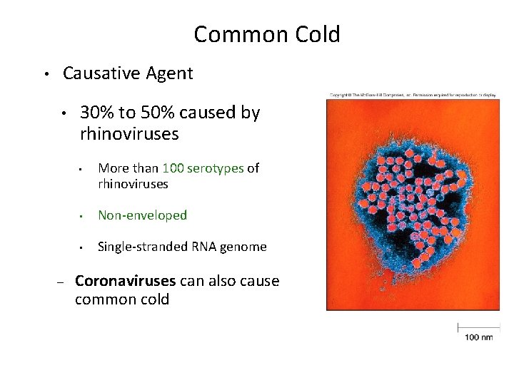 Common Cold • Causative Agent • 30% to 50% caused by rhinoviruses • –