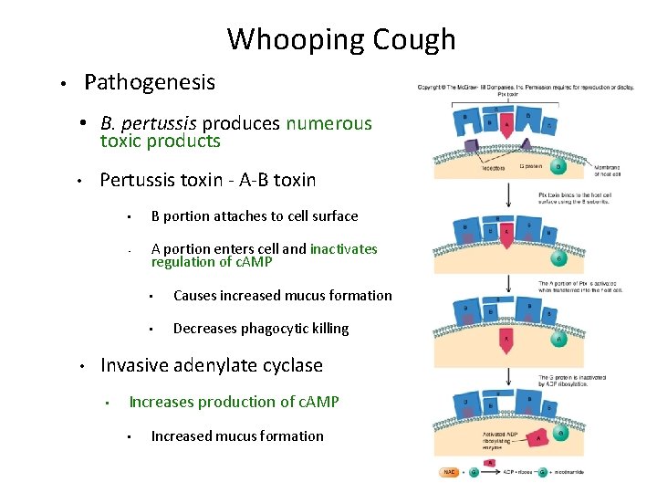 Whooping Cough Pathogenesis • • B. pertussis produces numerous toxic products • • Pertussis