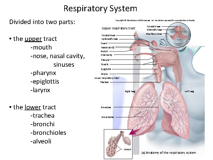 Respiratory System Divided into two parts: Copyright © The Mc. Graw-Hill Companies, Inc. Permission
