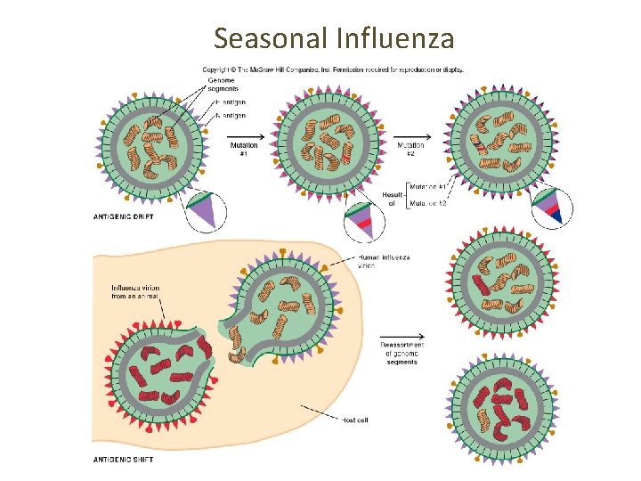 Seasonal Influenza 