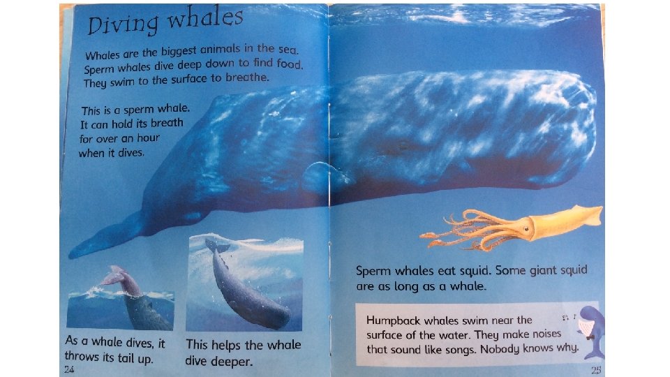 Top Whale Facts for Kids 1 Whales are