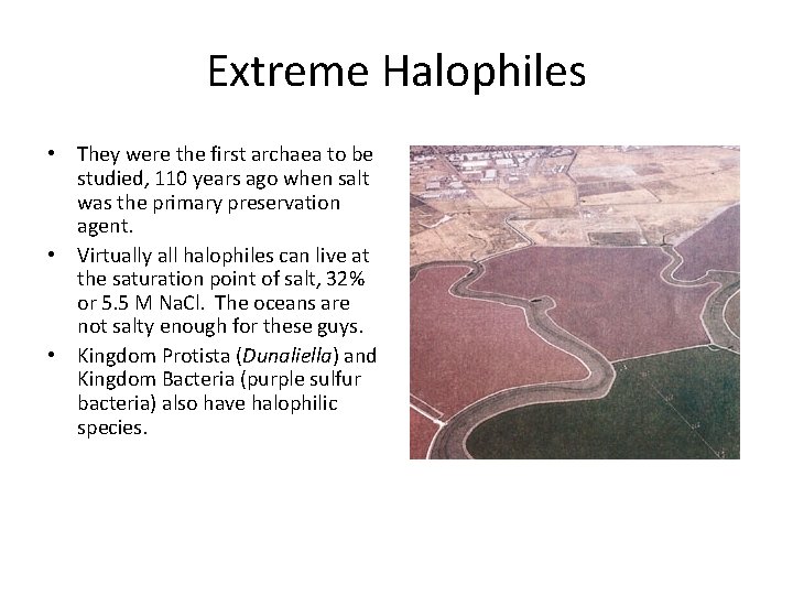 Extreme Halophiles • They were the first archaea to be studied, 110 years ago