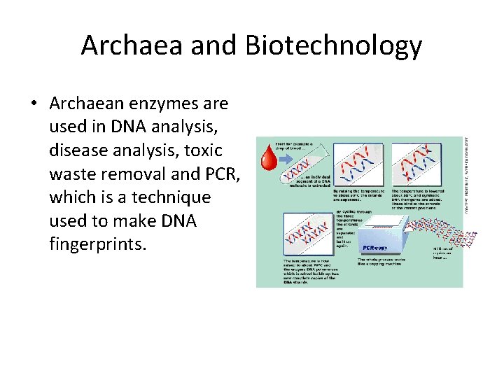 Archaea and Biotechnology • Archaean enzymes are used in DNA analysis, disease analysis, toxic