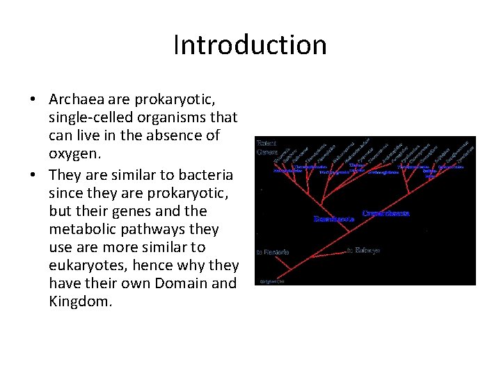 Introduction • Archaea are prokaryotic, single-celled organisms that can live in the absence of