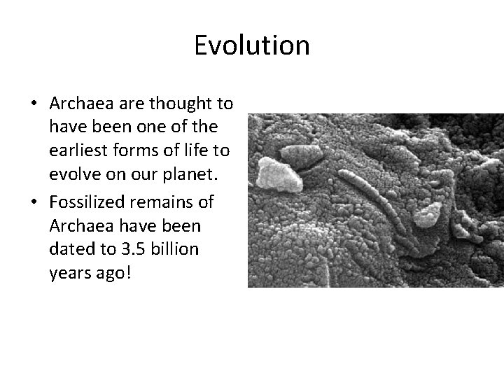 Evolution • Archaea are thought to have been one of the earliest forms of