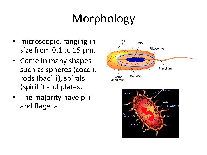 Morphology • microscopic, ranging in size from 0. 1 to 15 µm. • Come