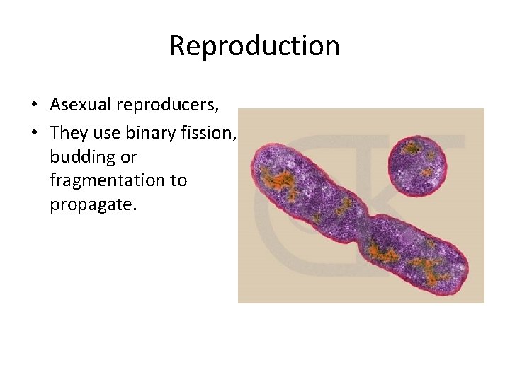 Reproduction • Asexual reproducers, • They use binary fission, budding or fragmentation to propagate.