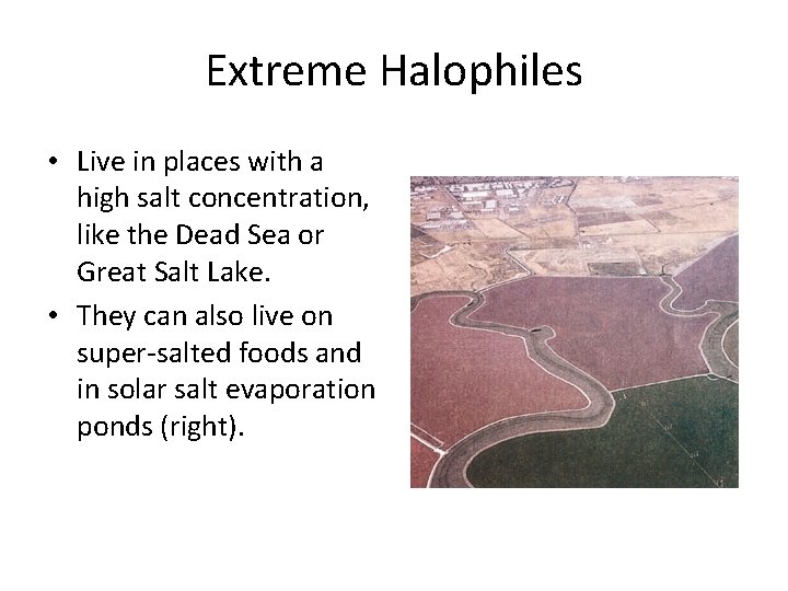 Extreme Halophiles • Live in places with a high salt concentration, like the Dead