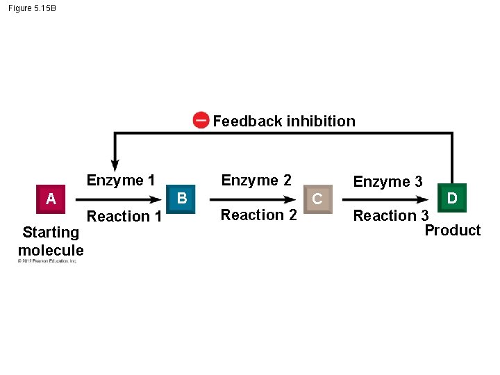 Figure 5. 15 B Feedback inhibition Enzyme 1 B A Starting molecule Enzyme 2