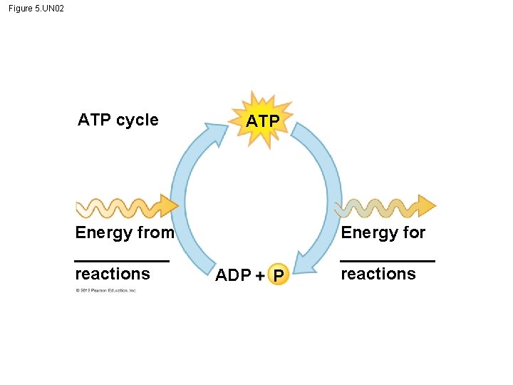 Figure 5. UN 02 ATP cycle Energy from _____ reactions ATP ADP P Energy