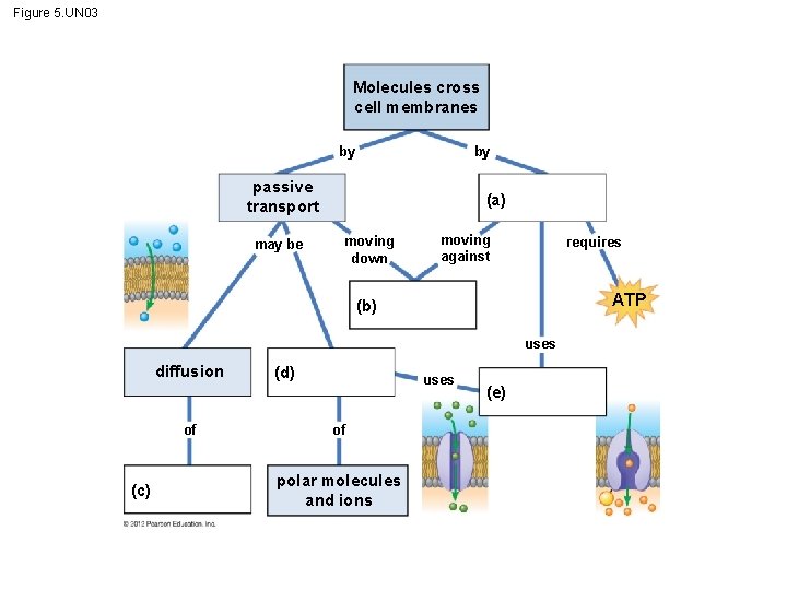 Figure 5. UN 03 Molecules cross cell membranes by by passive transport may be