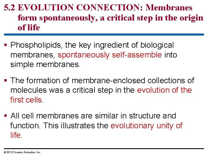 5. 2 EVOLUTION CONNECTION: Membranes form spontaneously, a critical step in the origin of