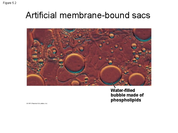 Figure 5. 2 Artificial membrane-bound sacs Water-filled bubble made of phospholipids 